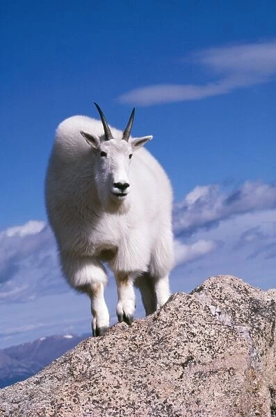 Mountain Goat The Colorado front ranfe