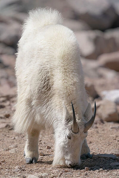Mountain goat eating minerals from the rocky surface, Rocky Mountain goat, Mount Evans Summit, Colorado Date: 15-06-2021