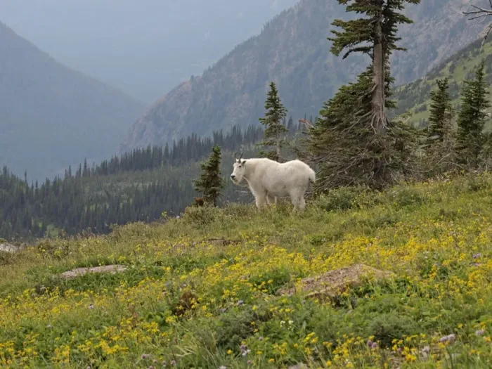 Framed Print : Mountain Goat - Glacier National Park - USA Framed Print : Mountain Goat - Glacier National Park - USA