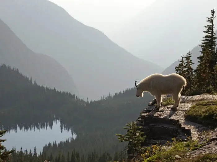 Framed Print : Mountain Goat - Glacier National Park - USA Framed Print : Mountain Goat - Glacier National Park - USA