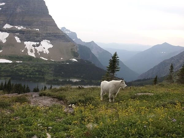 Mountain Goat - Glacier National Park - USA