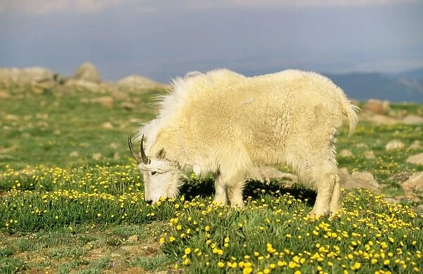 Mountain Goat - Grazing, Rocky Mountains, North America