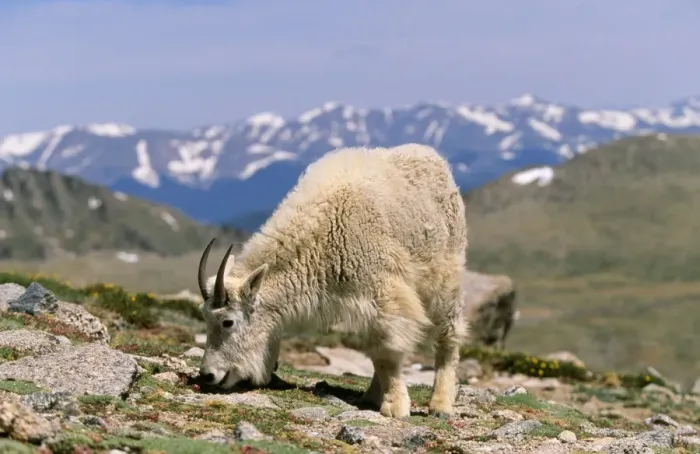 Framed Print : Mountain Goat - Grazing, Rocky Mountains, USA, North America Framed Print : Mountain Goat - Grazing, Rocky Mountains, USA, North America