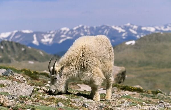 Mountain Goat - Grazing, Rocky Mountains, USA, North America