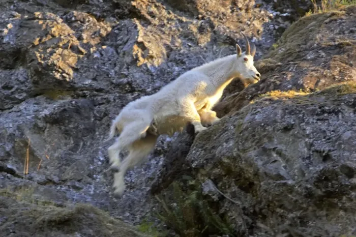 Framed Print : Mountain Goat - Leaping across cliff face Olympic National Park, Washington State, USA MA000374 Framed Print : Mountain Goat - Leaping across cliff face Olympic National Park, Washington State, USA MA000374