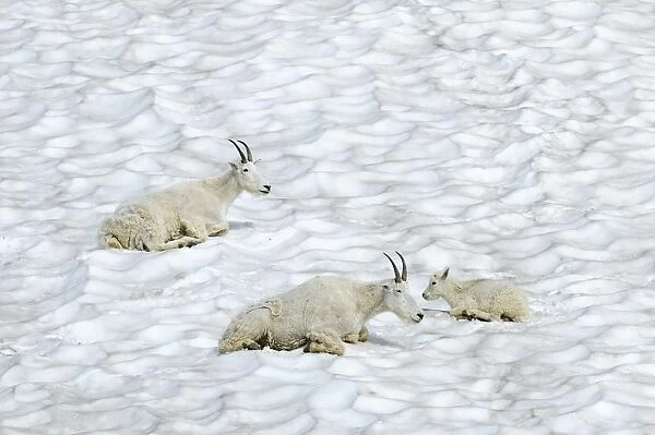 Mountain Goat - lying down in snow - Glacier National Park - Montana - USA _D3A7532