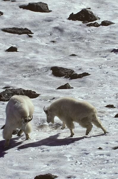 Mountain Goat - two males in a bluff fight, common dominance behavior between goats. Pacific Northwest. MG57