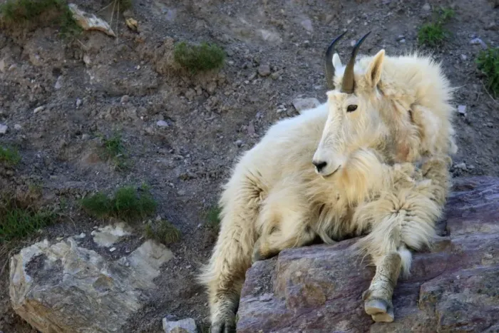 Framed Print : Mountain Goat. Montana - USA Framed Print : Mountain Goat. Montana - USA
