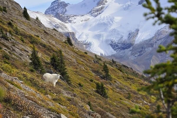 Mountain Goat - on mountain side - Alberta - Canada - Northern Rockies - Autumn _C3B7042