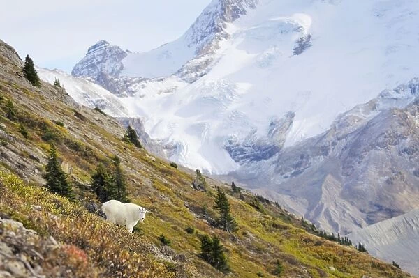Mountain Goat - on mountain side - Alberta - Canada - Northern Rockies - Autumn _C3B7072