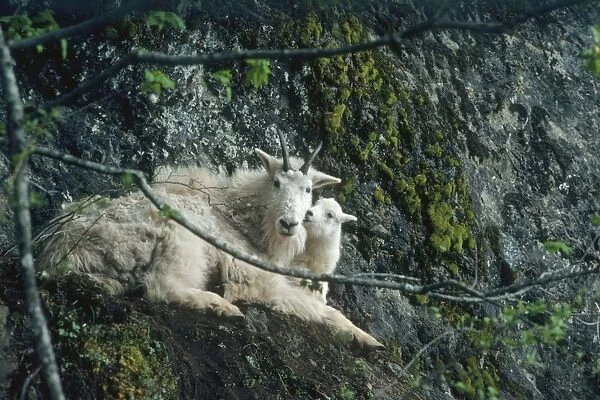 Mountain Goat - nanny and kid, Washington, Pacific N. W. USA MG7B