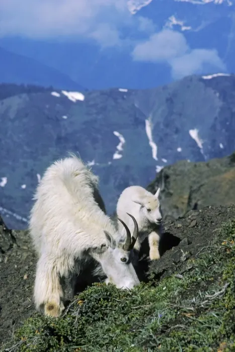 Framed Print : Mountain Goat - nanny with young kid. Washington, Western USA mg190 Framed Print : Mountain Goat - nanny with young kid. Washington, Western USA mg190