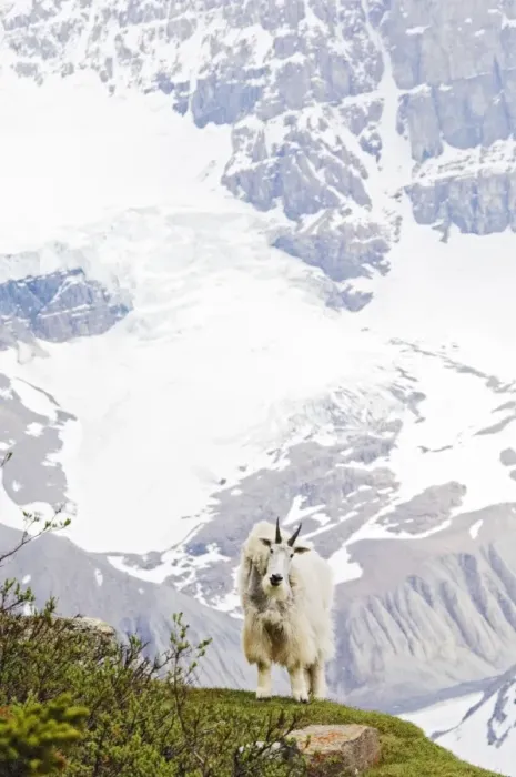 Framed Print : Mountain Goat (Oreamnos americanus) Framed Print : Mountain Goat (Oreamnos americanus)