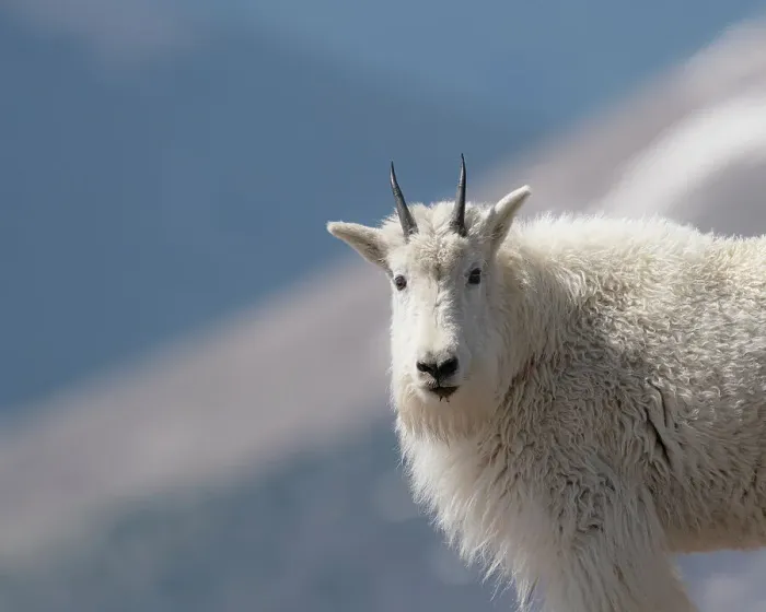 Framed Print : Mountain goat, Rocky Mountain goat, Mount Evans Wilderness Area, Colorado Date: 15-06-2021