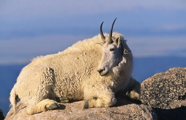Mountain Goat Rocky Mountains, Norht America