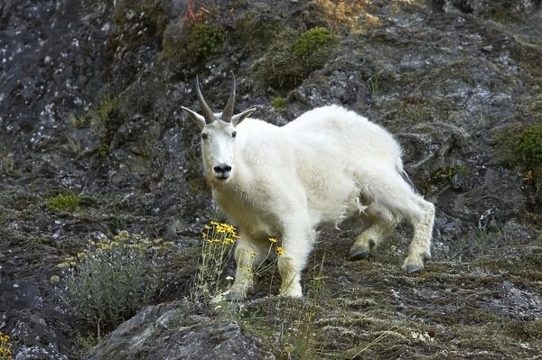 Mountain Goat - On steep cliff Olympic National Park, Washington State, USA MA000361