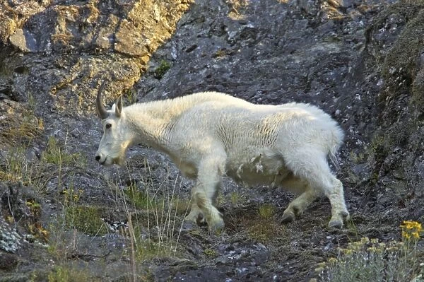 Mountain Goat - On steep cliff Olympic National Park, Washington State, USA MA000362