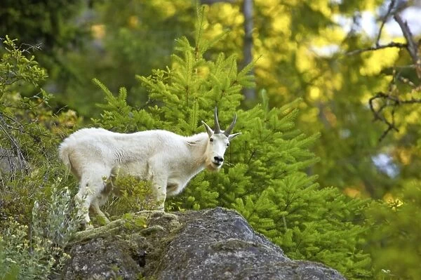Mountain Goat on steep cliff Olympic National Park Washington State, USA MA000372