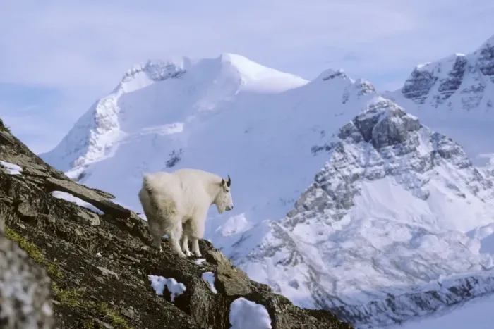 Framed Print : Mountain Goat - surveys his mountain world high in the Northern Rockies, autumn. Jasper National Park, Alberta, Canada. MG389 Framed Print : Mountain Goat - surveys his mountain world high in the Northern Rockies, autumn. Jasper National Park, Alberta, Canada. MG389