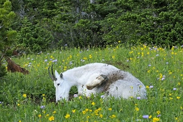 Mountain Goat - using dirt wallow - Glacier National Park - Montana - Summer - Wallowing and throwing dirt on its fur may help control insects as well as help remove loose itchy fur _D3A8170