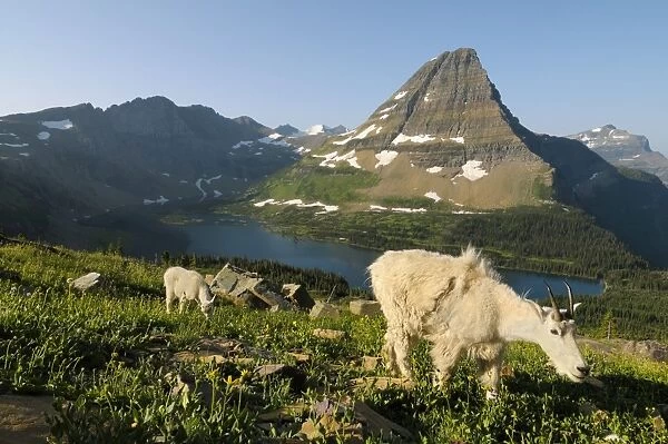Mountain Goats - nanny and kid near Hidden Lake and Bearhat Mountain in Glacier National Park - Montana - USA - Summer _D3A8390