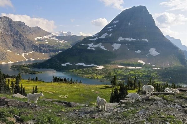 Mountain Goats - near Hidden Lake and Bearhat Mountain in Glacier National Park - Montana - USA - Summer _D3A8097
