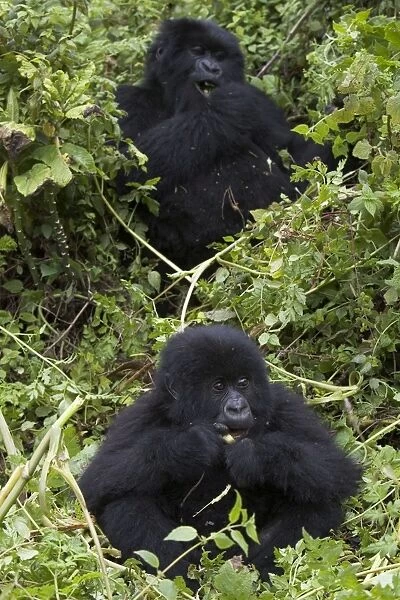 Mountain Gorilla - 1. 5 year old baby feeding with mother behind. Virunga Volcanoes National Park - Rwanda. Endangered Species