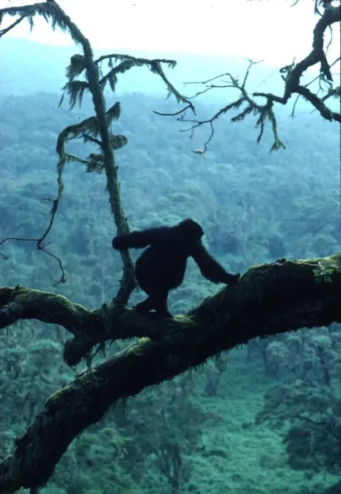 Framed Print : MOUNTAIN GORILLA Framed Print : MOUNTAIN GORILLA