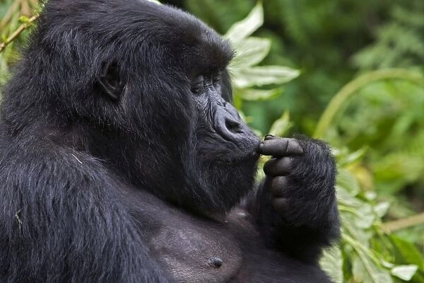 Mountain Gorilla - Adult female. Virunga Volcanoes National Park - Rwanda. Endangered Species