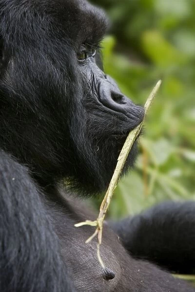 Mountain Gorilla - Adult female. Virunga Volcanoes National Park - Rwanda. Endangered Species