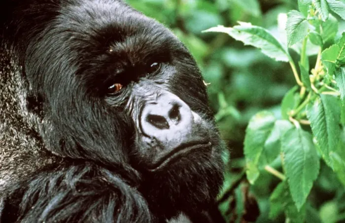 Framed Print : Mountain Gorilla AU 47 Framed Print : Mountain Gorilla AU 47