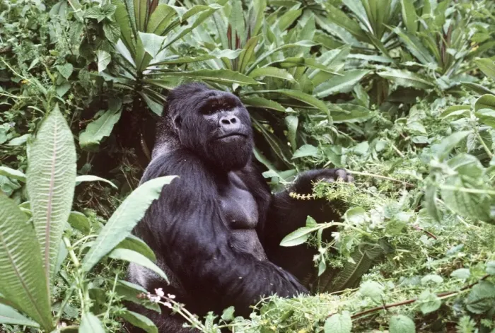 Framed Print : Mountain Gorilla AU 49 Framed Print : Mountain Gorilla AU 49