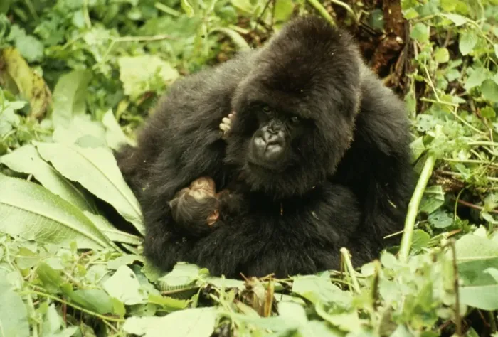 Framed Print : Mountain Gorilla AW 3984 Female with 2 hour old baby Gorilla gorilla © Adrian Warren / ARDEA LONDON Framed Print : Mountain Gorilla AW 3984 Female with 2 hour old baby Gorilla gorilla © Adrian Warren / ARDEA LONDON
