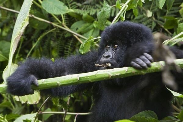 Mountain Gorilla - Baby playing with bamboo. Virunga Volcanoes National Park - Rwanda. Endangered Species
