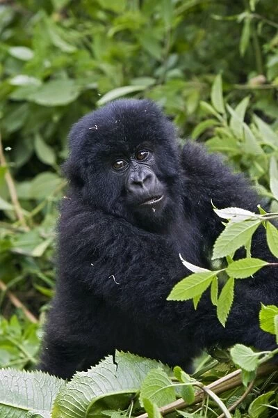 Mountain Gorilla - Baby. Virunga Volcanoes National Park - Rwanda. Endangered Species