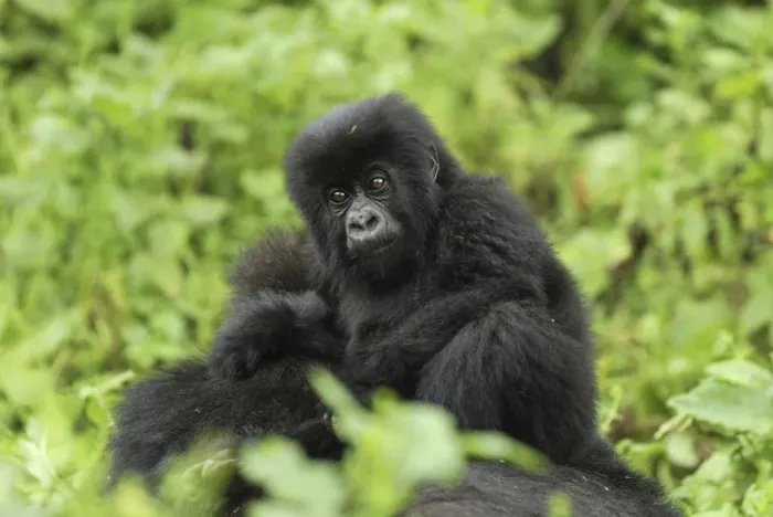 Framed Print : Mountain Gorilla - baby Volcanoes National Park, Rwanda Framed Print : Mountain Gorilla - baby Volcanoes National Park, Rwanda