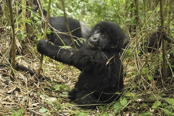 Mountain Gorilla - baby Volcanoes National Park, Rwanda