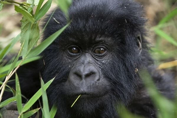 Mountain Gorilla - Curious juvenile. Virunga Volcanoes National Park - Rwanda. Endangered Species