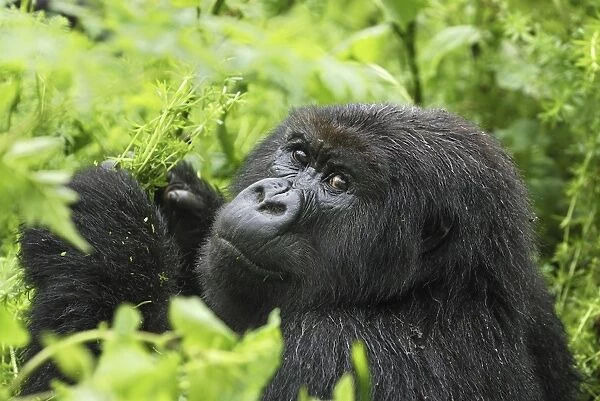 Mountain Gorilla - eating Volcanoes National Park, Rwanda