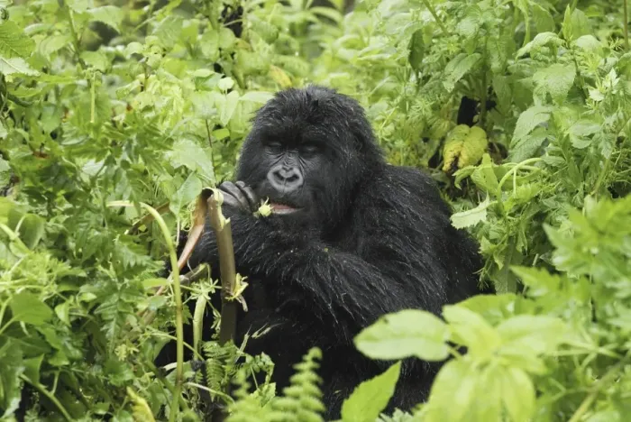 Framed Print : Mountain Gorilla - eating Volcanoes National Park, Rwanda Framed Print : Mountain Gorilla - eating Volcanoes National Park, Rwanda