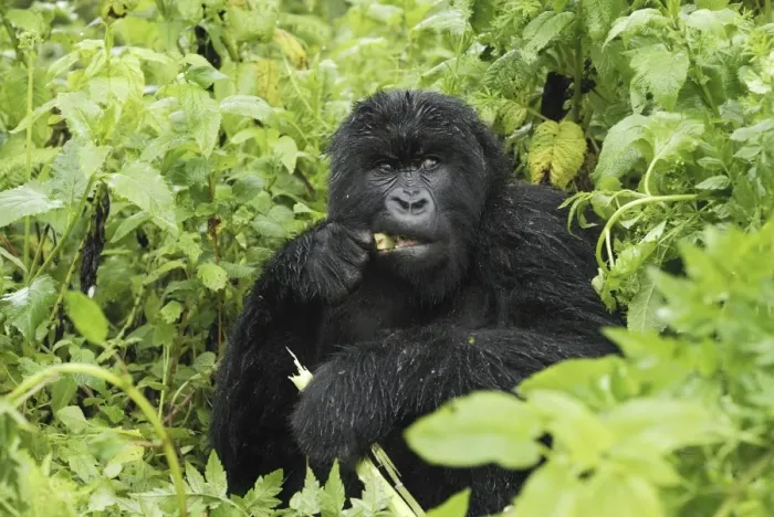 Framed Print : Mountain Gorilla - eating Volcanoes National Park, Rwanda Framed Print : Mountain Gorilla - eating Volcanoes National Park, Rwanda
