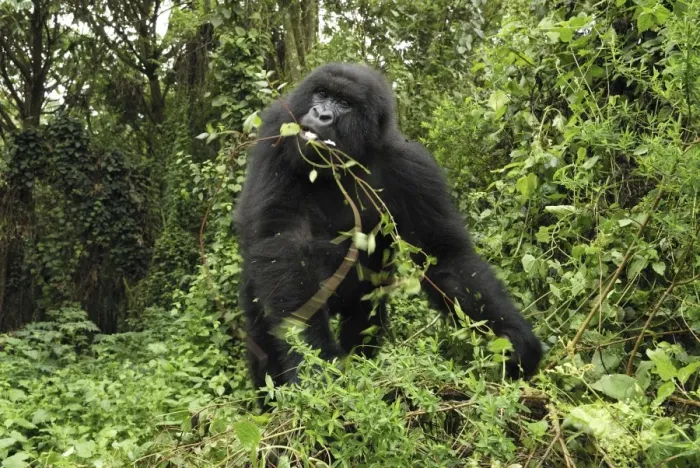 Framed Print : Mountain Gorilla - eating Volcanoes National Park, Rwanda Framed Print : Mountain Gorilla - eating Volcanoes National Park, Rwanda
