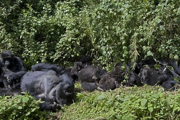 Mountain Gorilla - family group resting in morning sun. Virunga Volcanoes National Park - Rwanda. Endangered Species