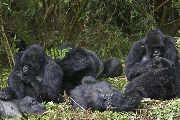Mountain Gorilla - Family group resting in morning sun. Virunga Volcanoes National Park - Rwanda. Endangered Species