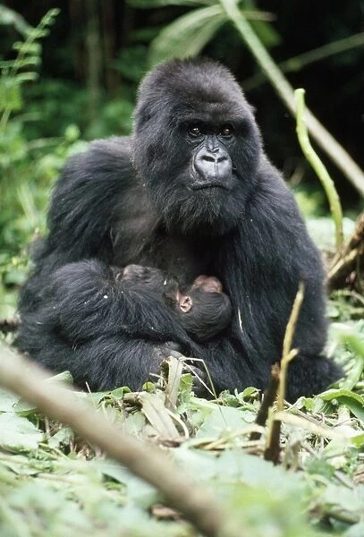 Mountain Gorilla - female with 2 hour old baby Virunga Volcanoes, Rwanda, Africa