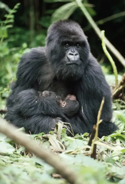 Framed Print : Mountain Gorilla - female with 2 hour old baby Virunga Volcanoes, Rwanda, Africa Framed Print : Mountain Gorilla - female with 2 hour old baby Virunga Volcanoes, Rwanda, Africa