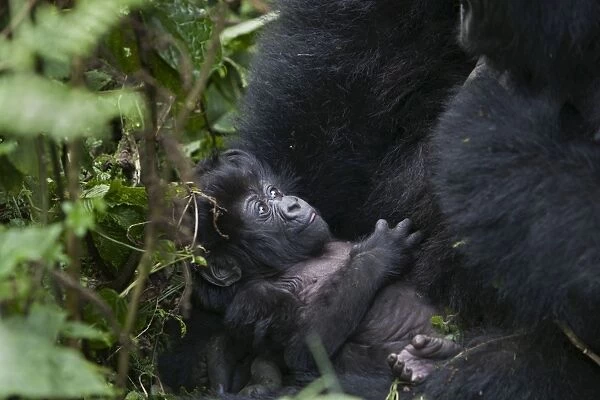 Mountain Gorilla - infant (less than one month old). Virunga Volcanoes National Park - Rwanda. Endangered Species
