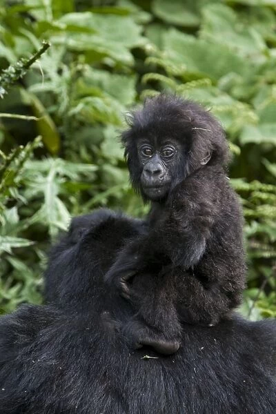 Mountain Gorilla - Infant sitting on mother's head. Virunga Volcanoes National Park - Rwanda. Endangered Species