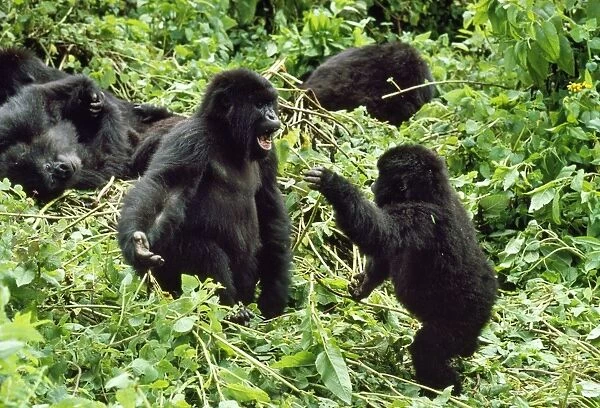 Mountain Gorilla - juvenile males playfighting