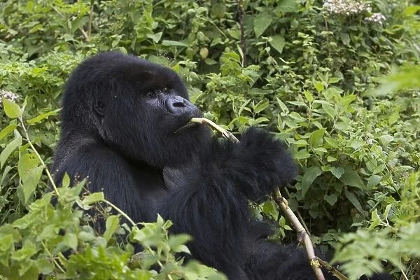 Mountain Gorilla - Large silverback feeding on wild celery. Virunga Volcanoes National Park - Rwanda. Endangered Species